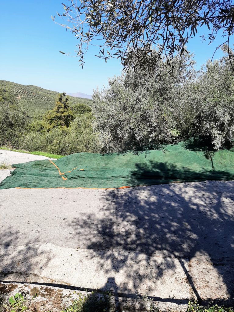Huile d'olive TEREZA