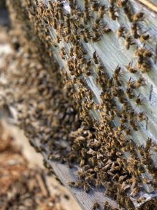miel - abeilles christophe