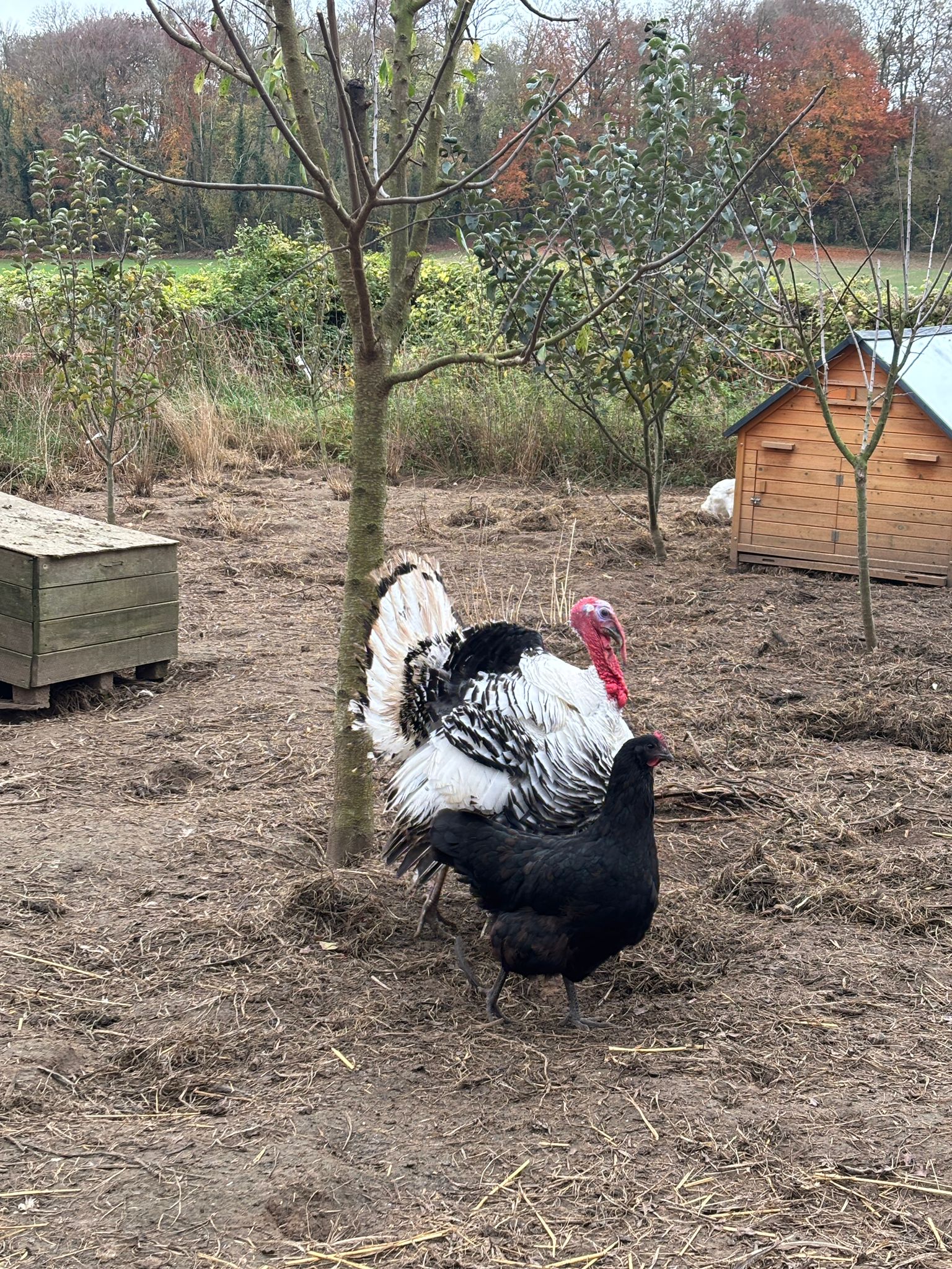 WhatsApp Image 2025-11-28 at 19.30.22 (5)