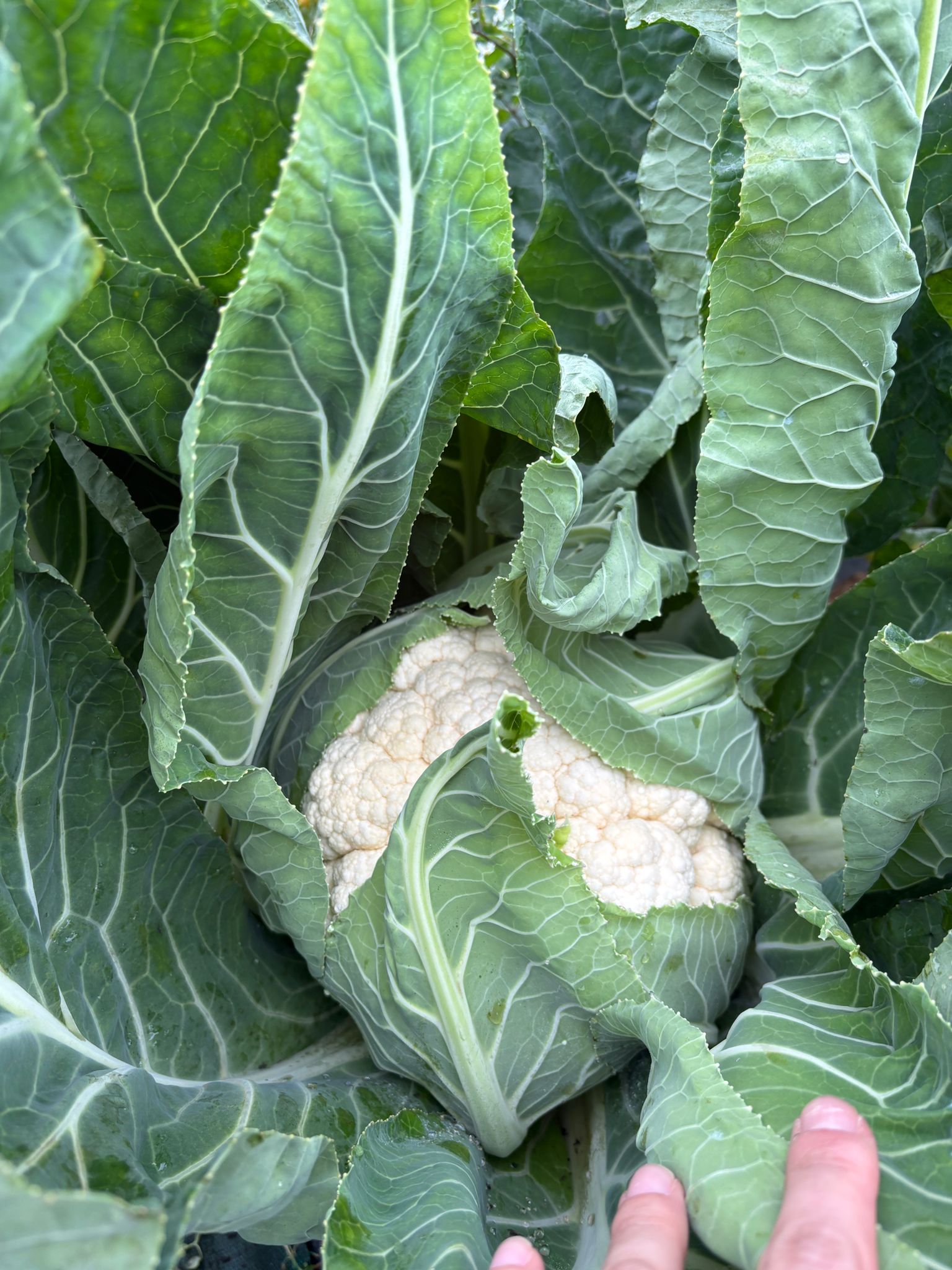 WhatsApp Image 2025-11-28 at 19.30.22